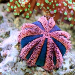 Mespilia Globulus | Barcelona Reef