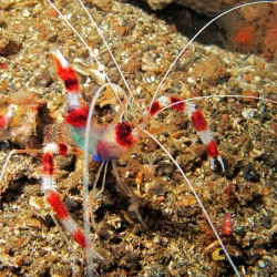 Stenopus Hispidus para acuario marino | Barcelona Reef