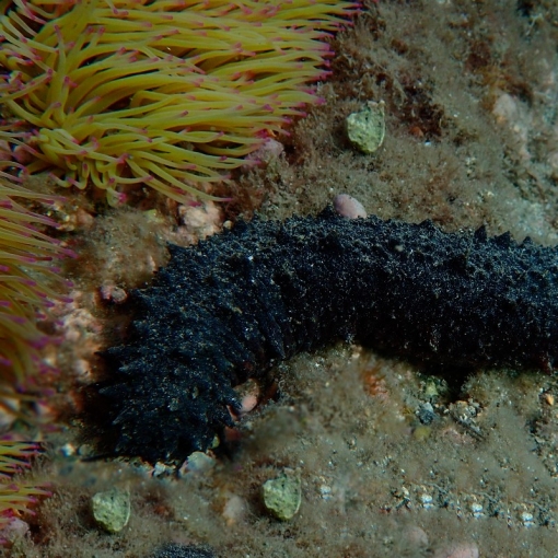 Holothuria Sp. Negra para acuario marino | Barcelona Reef