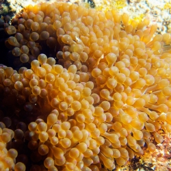 Entacmaea Quadricolor para acuario marino | Barcelona Reef