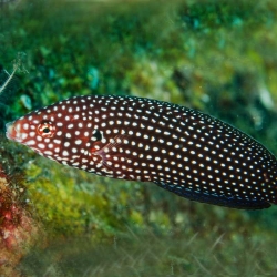 Anampses Lineatus