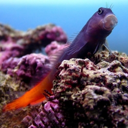 Ecsenius Bicolor para acuario marino | Barcelona Reef