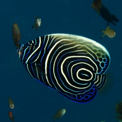 Pomacanthus Imperator Juvenil L | Barcelona Reef