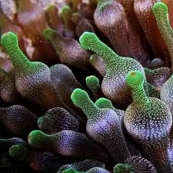 Comprar Entacmaea Quadricolor online en Barcelona Reef