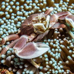 Neopetrolisthes Ohshimai | Barcelona Reef