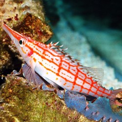 copy of Apolemichthys Trimaculatus L | Barcelona Reef