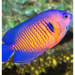 Centropyge Bispinosus M para acuario marino | Barcelona Reef