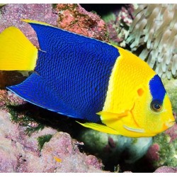 Centropyge Bicolor M para acuario marino | Barcelona Reef