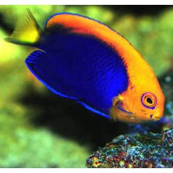 Comprar Centropyge Acanthops M online en Barcelona Reef
