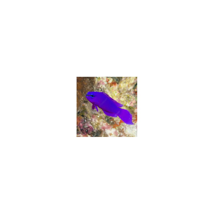 Pseudochromis Fridmani