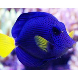 Comprar Zebrasoma Xanthurum online en Barcelona Reef