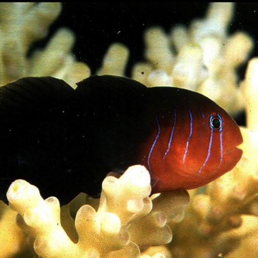 Gobiodon Quinquestrigatus para acuario marino | Barcelona Reef