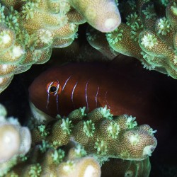 Comprar Gobiodon Quinquestrigatus online en Barcelona Reef