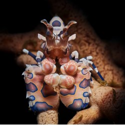 Comprar Hymenocera Picta online en Barcelona Reef