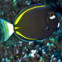 Comprar Acanthurus Nigricans M/L online en Barcelona Reef