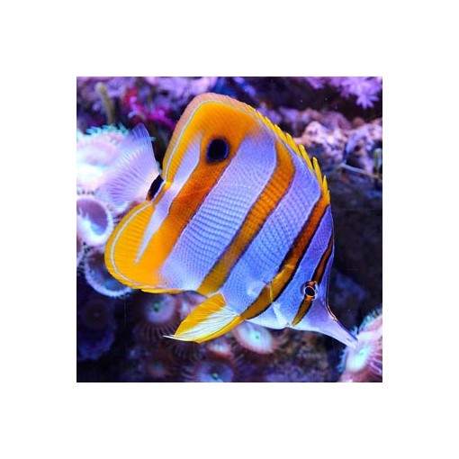 Chelmon Rostratus M para acuario marino | Barcelona Reef
