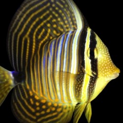 Comprar copy of Zebrasoma Xanthurum online en Barcelona Reef