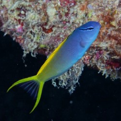 Comprar Meiacanthus Atrodorsalis online en Barcelona Reef