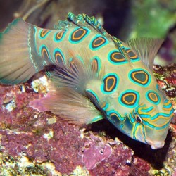 Synchiropus Splendidus | Barcelona Reef
