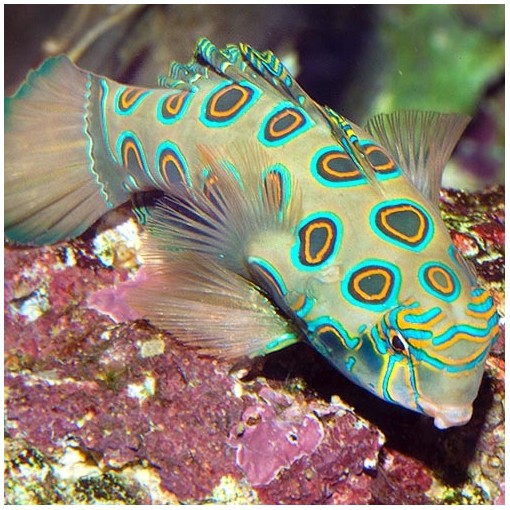 Pterosynchiropus Picturatus M/L para acuario marino | Barcelona Reef