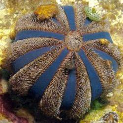 Comprar Mespillia Globulus Blue online en Barcelona Reef