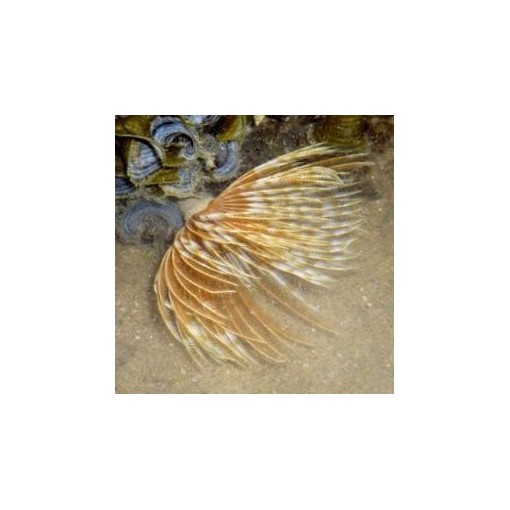 copy of Cirrhilabrus Rubriventralis para acuario marino | Barcelona Reef