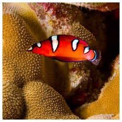 Comprar Coris Gaimard Juvenil online en Barcelona Reef