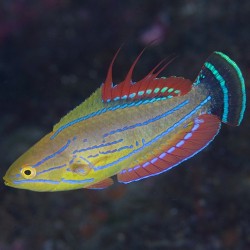 copy of Pseudocheilinus Hexataenia para acuario marino | Barcelona Reef