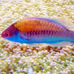 Comprar copy of Cirrhilabrus Rubriventralis online en Barcelona Reef