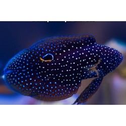 Comprar Calloplesiops Altivelis online en Barcelona Reef