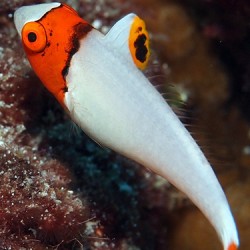 Comprar copy of Apolemichthys Trimaculatus L online en Barcelona Reef