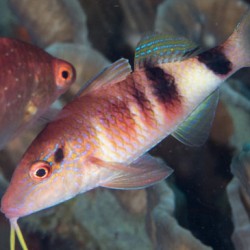 Comprar Parupeneus Macronemus online en Barcelona Reef