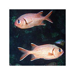 copy of Neocirrhites Armatus para acuario marino | Barcelona Reef