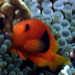 Amphiprion Ephippium Red Talla M | Barcelona Reef