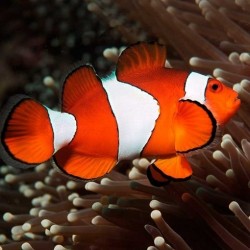 Comprar Amphiprion Ocellaris Talla M (cria) online en Barcelona Reef