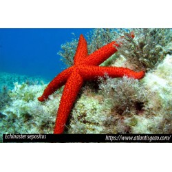 Comprar copy of Alpheus SP online en Barcelona Reef