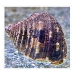 copy of Apolemichthys Trimaculatus L para acuario marino | Barcelona Reef