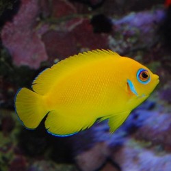 Comprar Centropyge Flavissima online en Barcelona Reef
