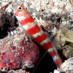 Comprar Amblyeleotris Wheeleri online en Barcelona Reef