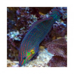 Halichoeres Melanurus L para acuario marino | Barcelona Reef