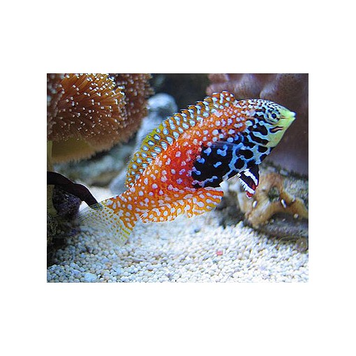 Macropharyngodon Bipartitus para acuario marino | Barcelona Reef