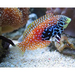 Comprar Macropharyngodon Bipartitus online en Barcelona Reef