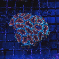 Comprar Acanthastrea Lordhowensis online en Barcelona Reef