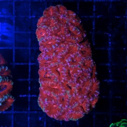 Acanthastrea Lordhowensis Red