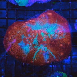 Comprar Echinophyllia Ultra online en Barcelona Reef