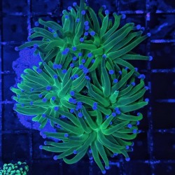 Comprar Euphyllia Glabrescens Indonesia Green Blue Tips online en Barcelona Reef