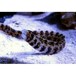 copy of Hippocampus Hippocampus para acuario marino | Barcelona Reef