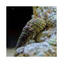 copy of Apolemichthys Trimaculatus L | Barcelona Reef