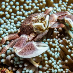 Comprar copy of Cypraea Sp (cowrie) online en Barcelona Reef