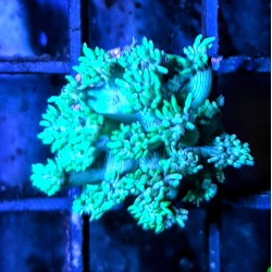 Goniopora Green Frags